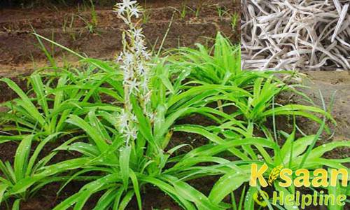 औषधीय गुणों से भरपूर सफेद मूसली की खेती किसानों के लिए फायदे का सौदा, जानिए सफेद मूसली की उन्नत खेती के बारे में